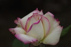 春薔薇の咲始め-魅惑