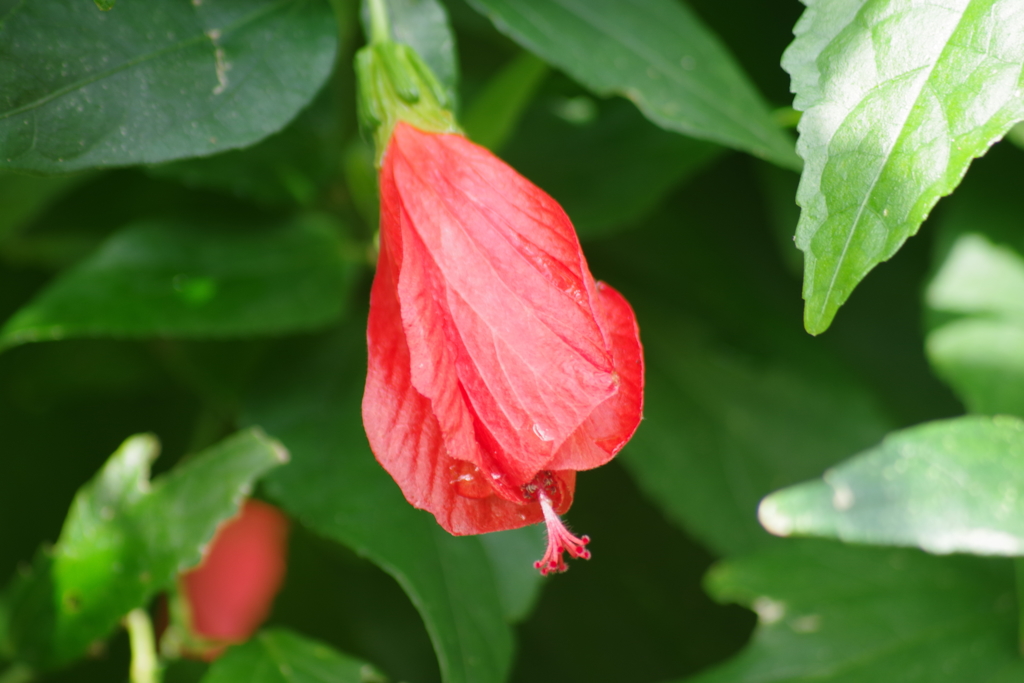 温室の花‐ウナズキヒメフヨウ