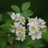 花散歩-野薔薇