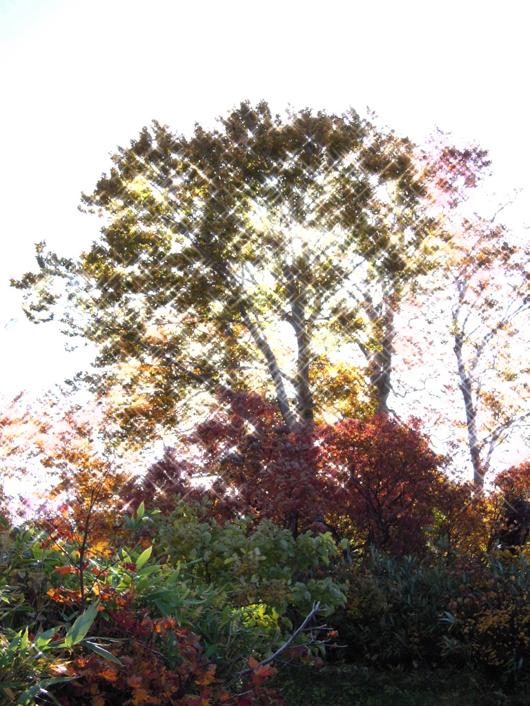 紅葉のキラキラ