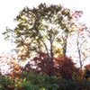 紅葉のキラキラ