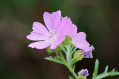 花散歩‐ピンクの花・名前知らず