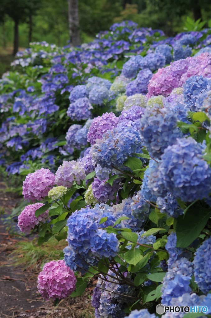 夏の忘れ物‐紫陽花グラデーション