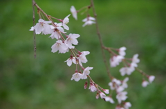 枝垂れ桜-2