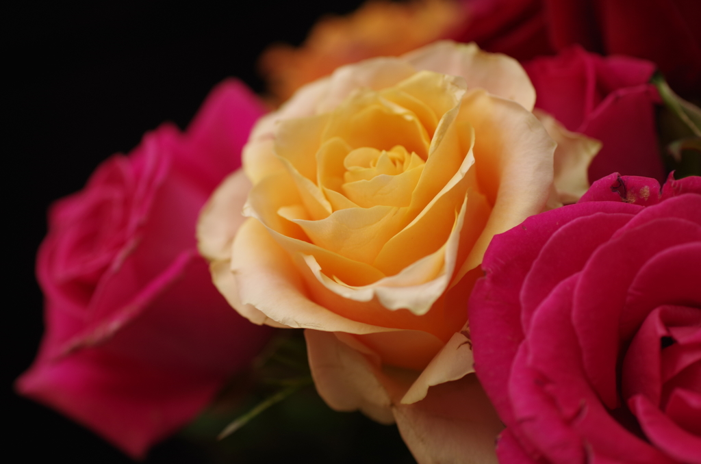 夜の薔薇スタジオ・5
