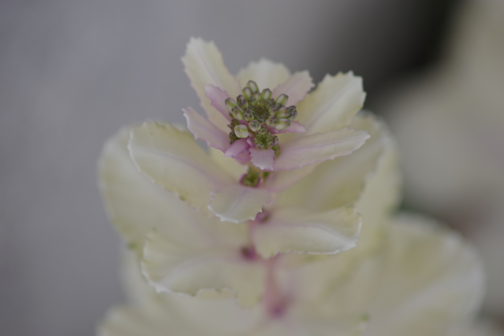 花散歩-白い葉牡丹の茎立