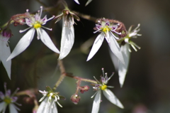 六月の花散歩-ユキノシタ