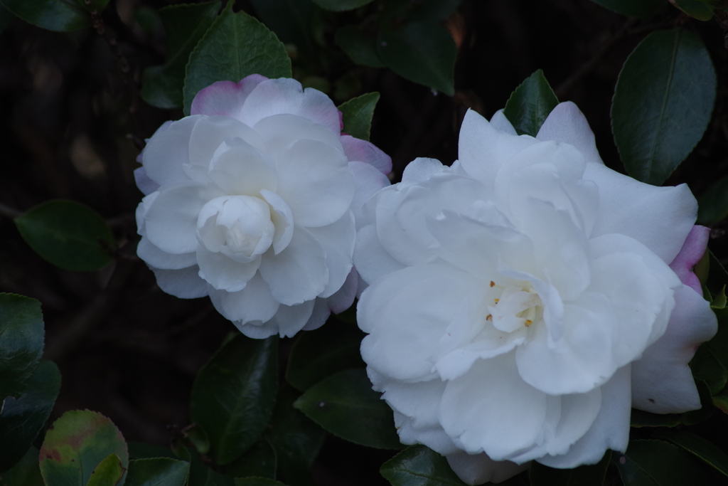 寒風に咲く‐山茶花1