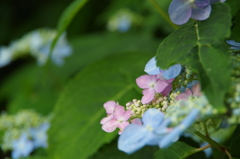 山紫陽花