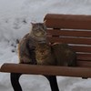 霞城公園の猫-寄り添う1