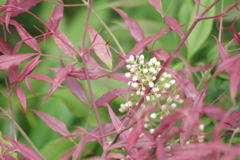 花散歩‐南天