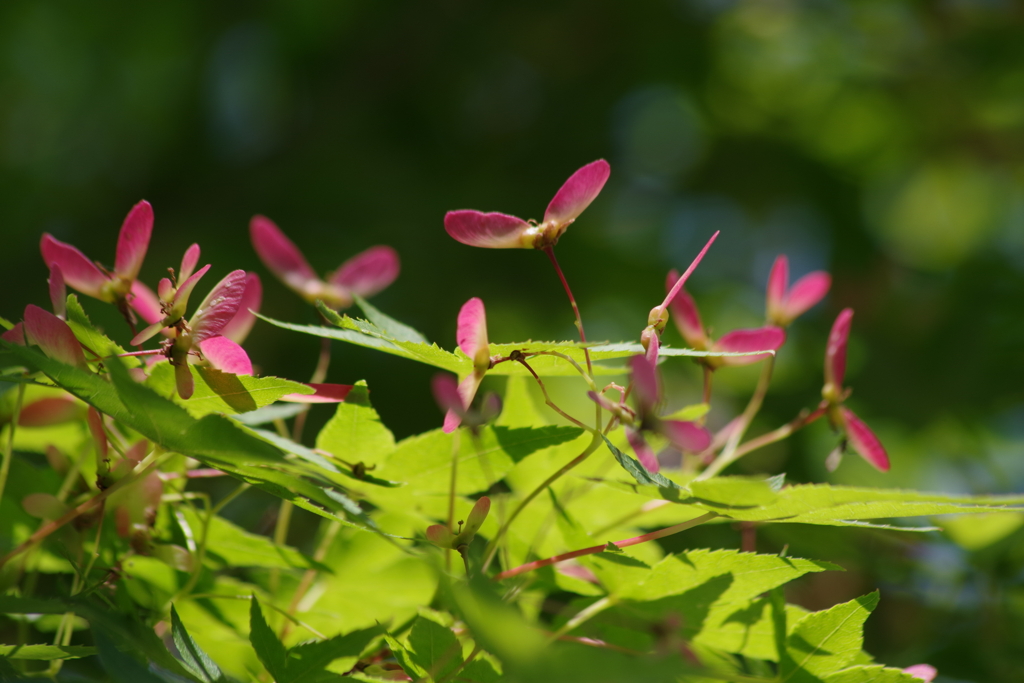 花散歩‐赤プロペラ