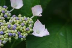 家の周りで-装飾花が色づいた