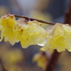 朝から雪‐春は何処。。3