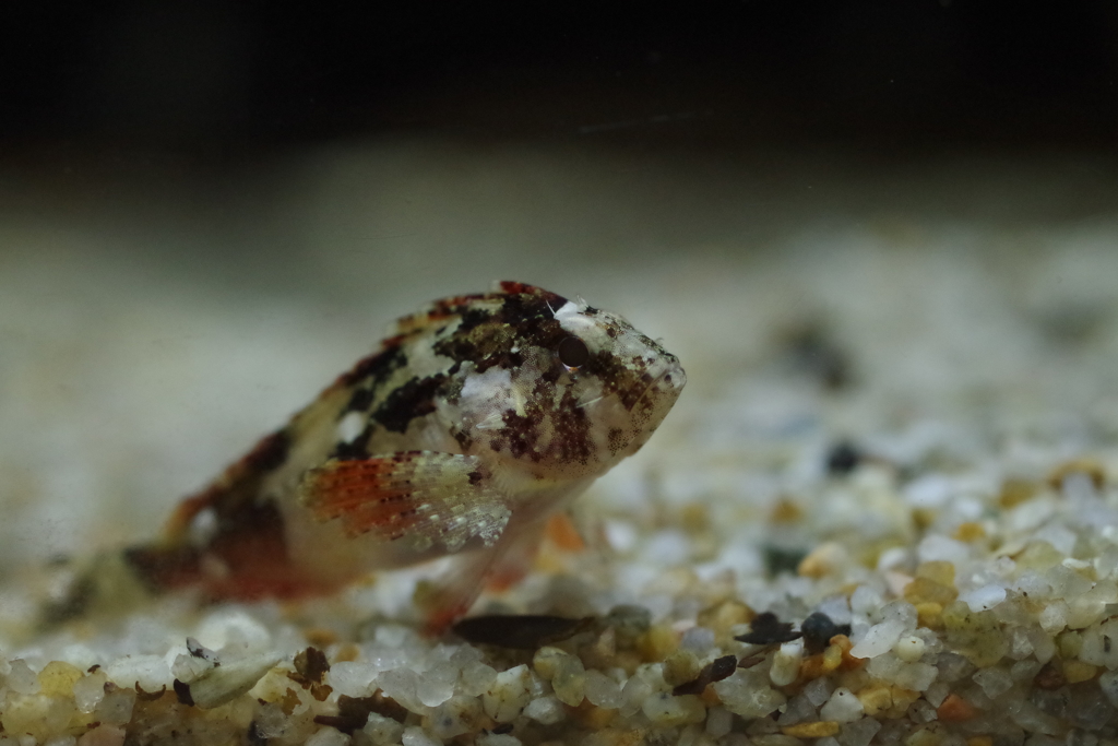 海の生き物図鑑‐ハオコゼ