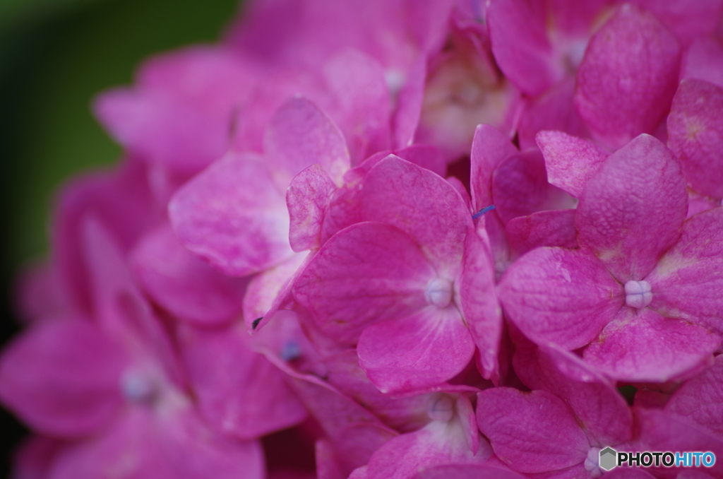 ピンクの紫陽花