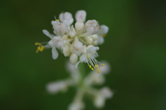 白い花-ヤブミョウガ