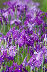 花菖蒲-3