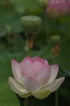 蓮-3