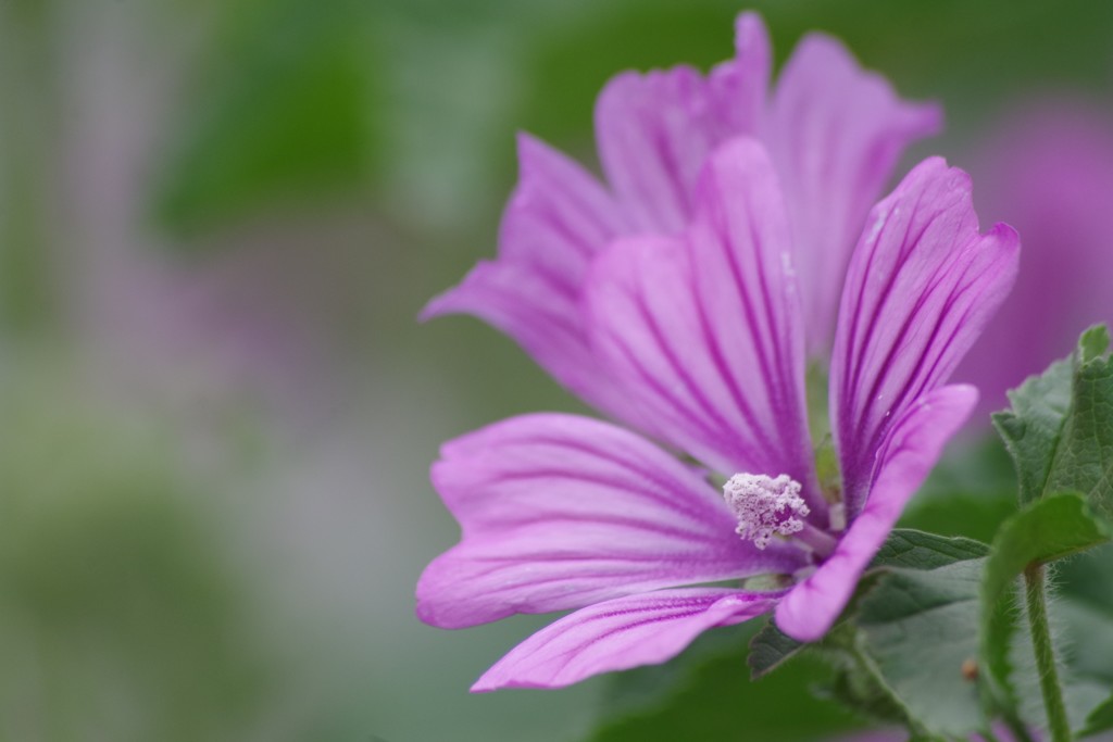 花散歩‐薄紅葵