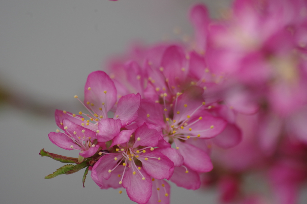 春真っ盛りの花散歩-リンショウバイ