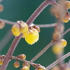 立春の蝋梅-3