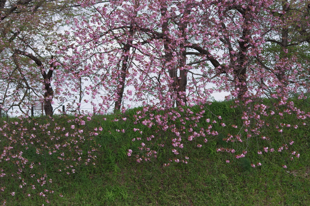 花散歩‐霞城公園は閉鎖中