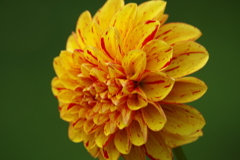 秋田のダリア-33