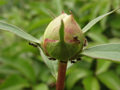 アリと芍薬