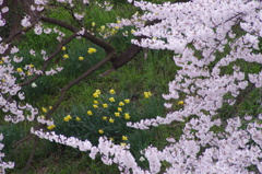 お堀の桜-16