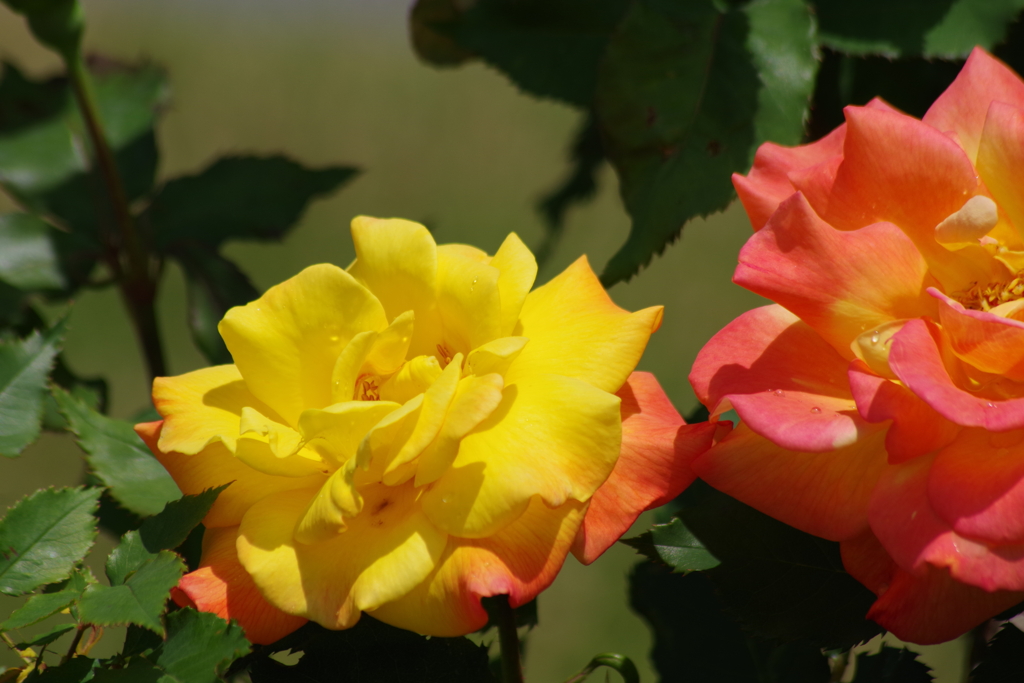 それでも薔薇は咲く-リオ サンバ