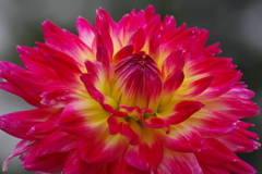 秋田のダリア-美羽