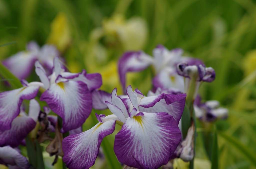 2018.6.14の花散歩‐花菖蒲