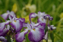 2018.6.14の花散歩‐花菖蒲