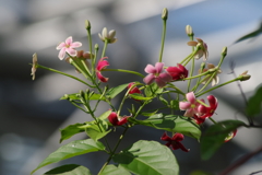 神代植物公園の花達-シクンシ