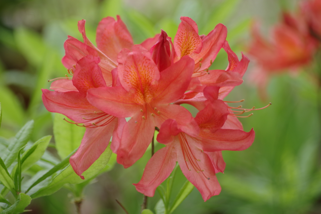 野草園‐樺蓮華