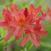 野草園‐樺蓮華