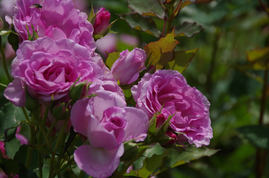 それでも薔薇は咲く-5
