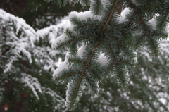 雪と針葉樹の葉