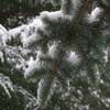 雪と針葉樹の葉