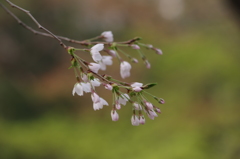 霞城公園の桜花-5
