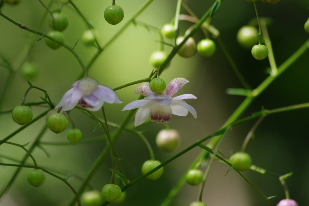 秋近し-蕾いっぱいの蓮華升麻