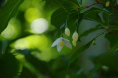 野草園の花達-エゴノキ