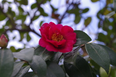 赤い山茶花-9