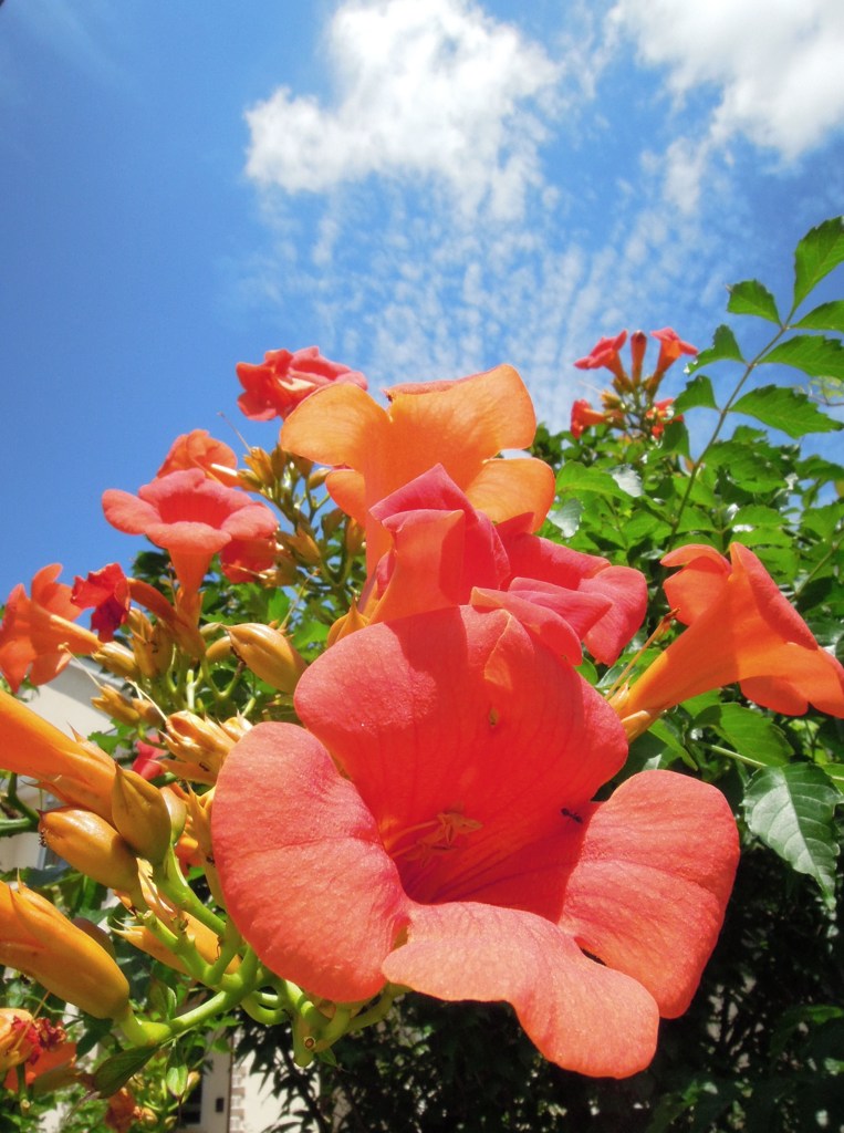 夏の花・ノウゼンカズラ