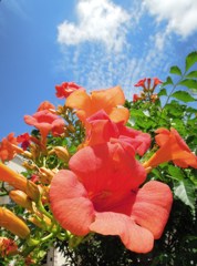 夏の花・ノウゼンカズラ