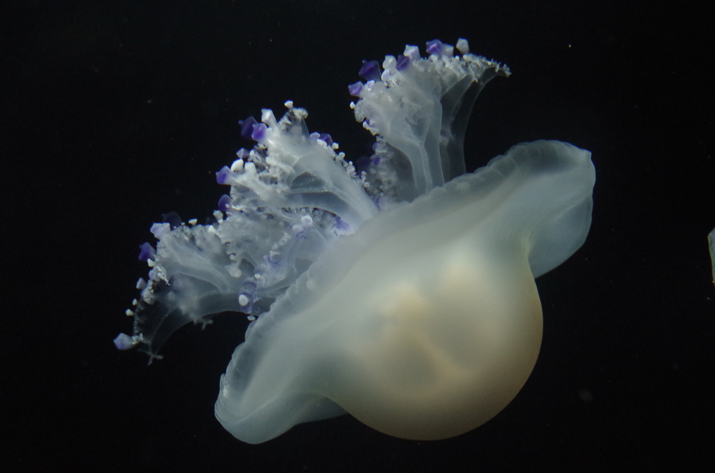 クラゲ水族館のコティロリーザ・ツベルクラータ