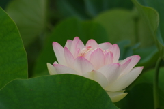 桃蓮-1