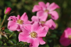 秋バラ‐ピンクヘイズ