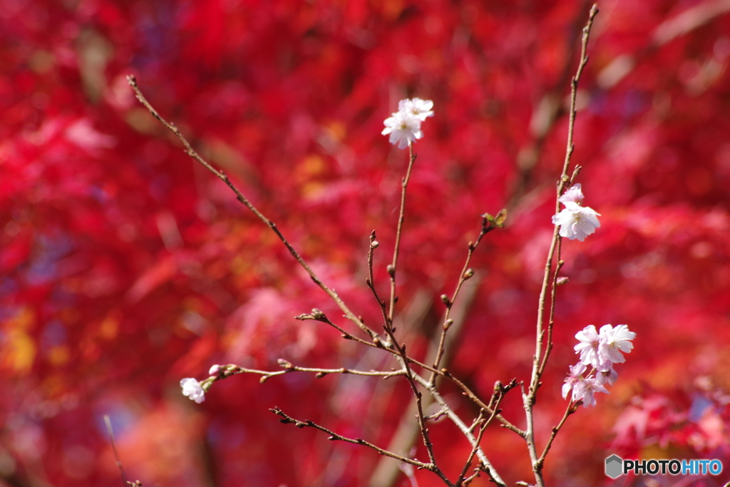 紅葉と十月桜1